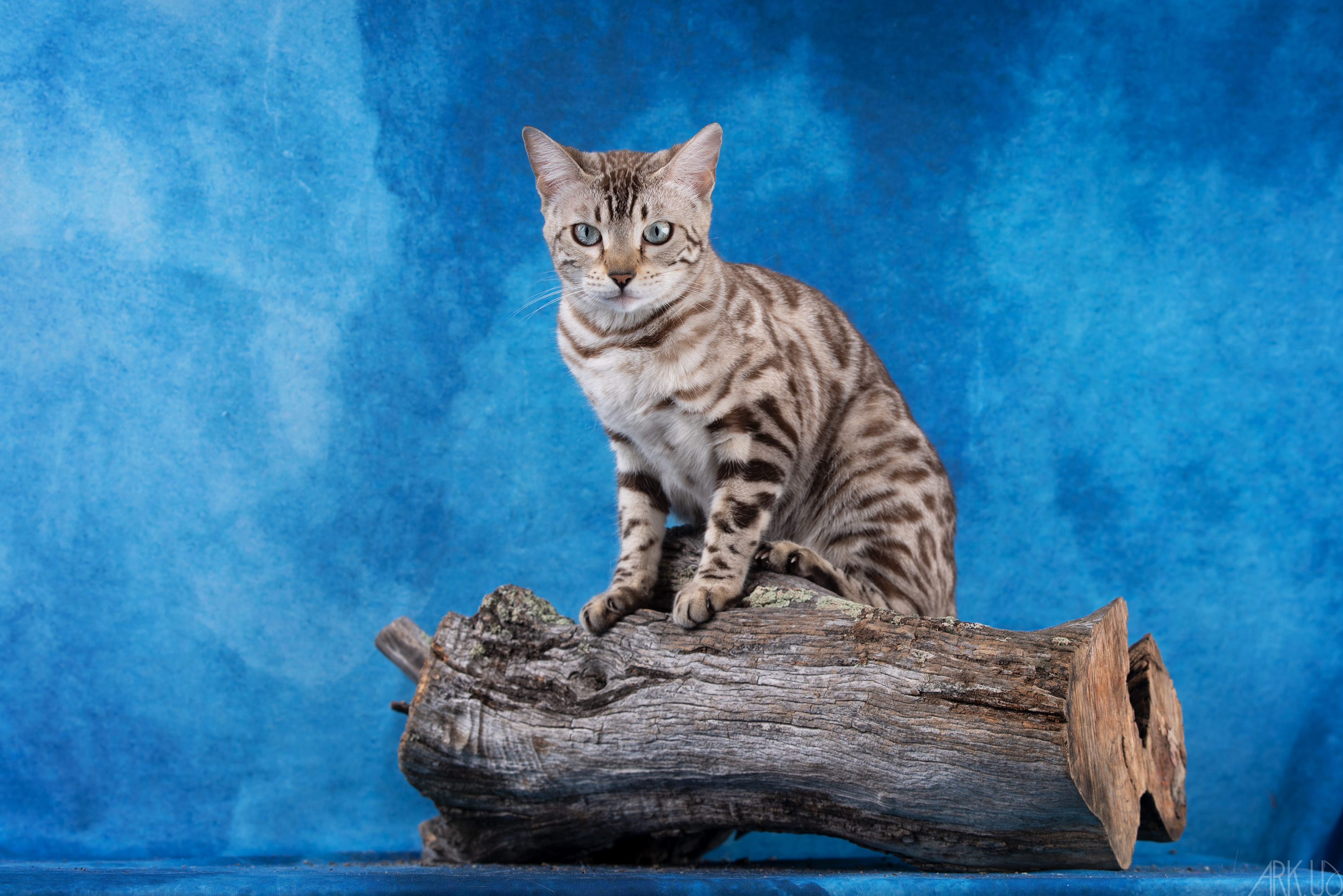 ECH. SUA SIAM TEMMY GOLD OF CAT